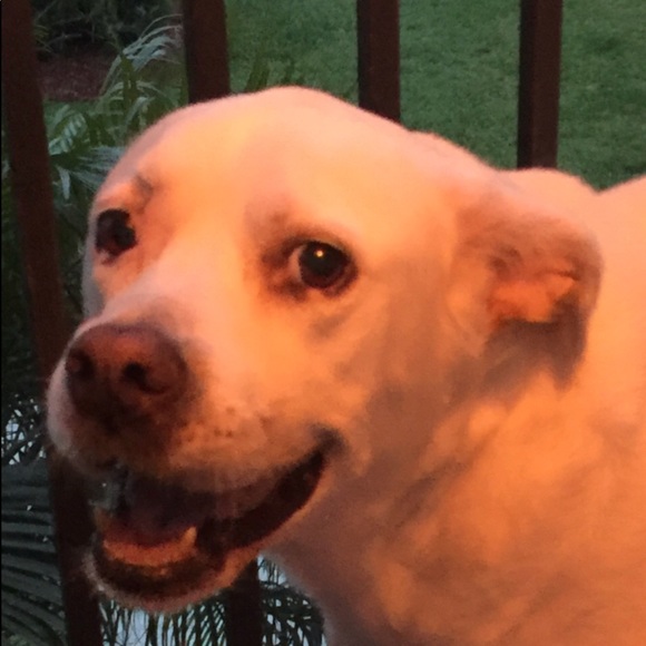 In Memory of Dolce ❤️ - Picture 5 of 7